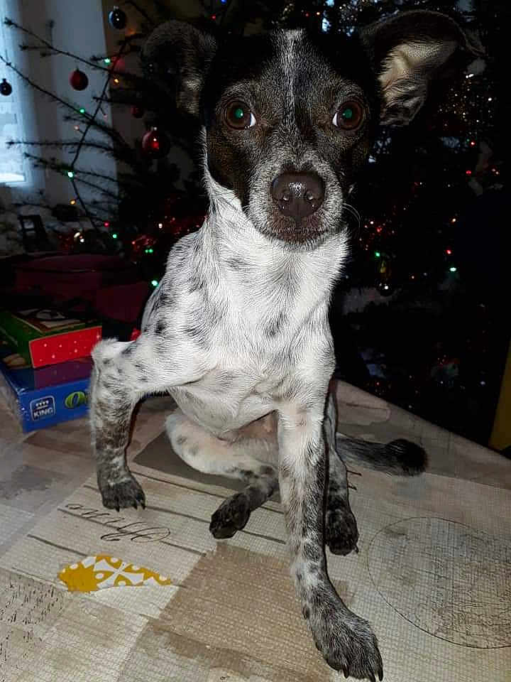 Rapido a rejoint le concours — aidez-le/la à gagner de superbes lots ! dog, small_dog, black_and_white, indoor, table, christmas_tree, holiday, decorations, lights, curious, pet, animal, fur, face, ears, eyes, nose, legs, paws, background