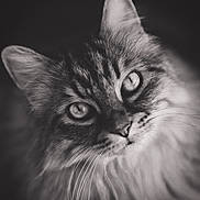 Lucky participe au concours pour gagner de l'argent avec cette photo : animal, black_and_white, cat, close_up, cute, detailed, domestic_cat, ears, expressive, eyes, feline, fluffy, fur, monochrome, muzzle, pet, portrait, soft_focus, texture, whiskers