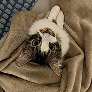 Zazou participe au concours pour gagner de l'argent avec cette photo : blanket, cat, closeup, comfort, cozy, curious, cute, domestic_animal, ears, eyes, feline, fur, indoor, kitten, mammal, pet, resting, soft_texture, upside_down, whiskers