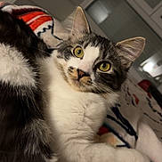 Zazou a rejoint le concours — aidez-le/la à gagner de superbes lots ! animal, blanket, blinds, cat, closeup, cozy, curious, cute, domestic_cat, feline, fur, indoor, pet, portrait, relaxed, resting, soft_lighting, whiskers, window, yellow_eyes