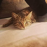Choupina participe au concours pour gagner de l'argent avec cette photo : alert, brown, cat, closeup, cozy, ears, fabric, feline, foot, household, indoor, lying_down, pet, pillow, resting, sock, tabby, texture, whiskers, white