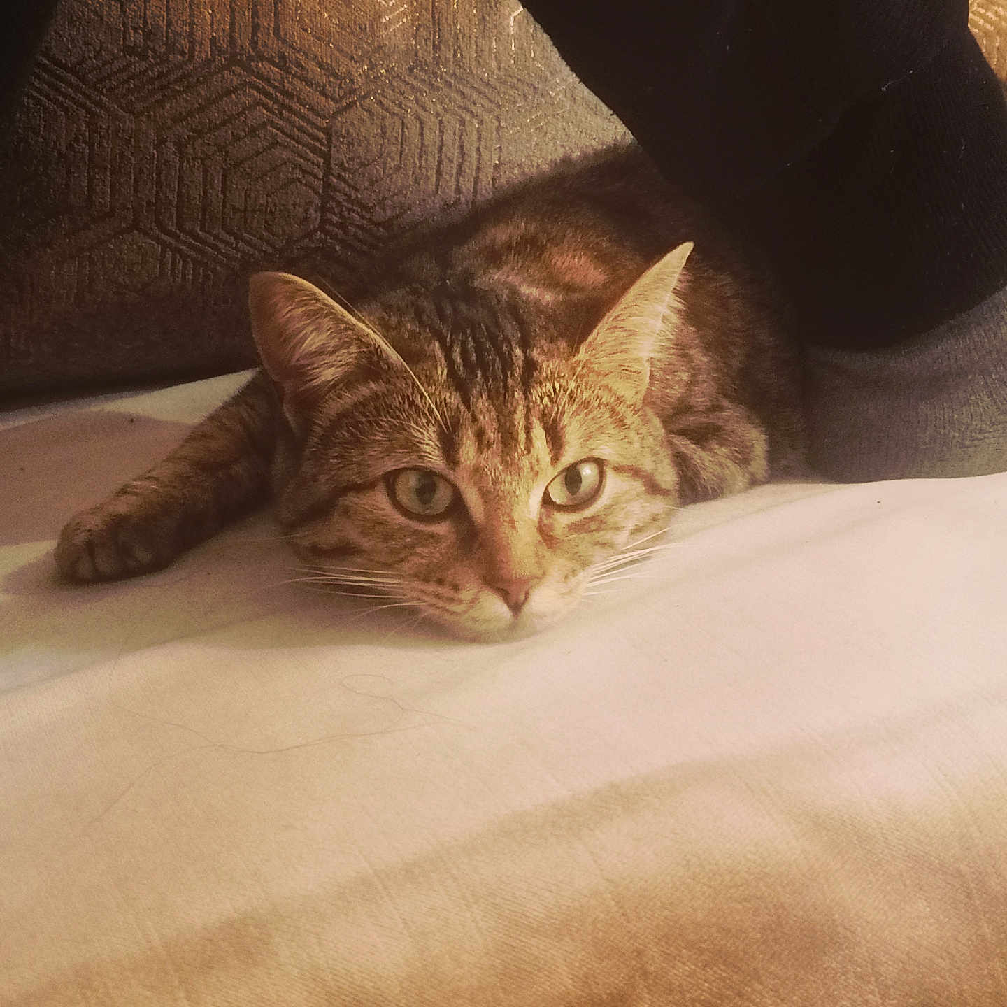 Choupina participe au concours pour gagner de l'argent avec cette photo : alert, brown, cat, closeup, cozy, ears, fabric, feline, foot, household, indoor, lying_down, pet, pillow, resting, sock, tabby, texture, whiskers, white