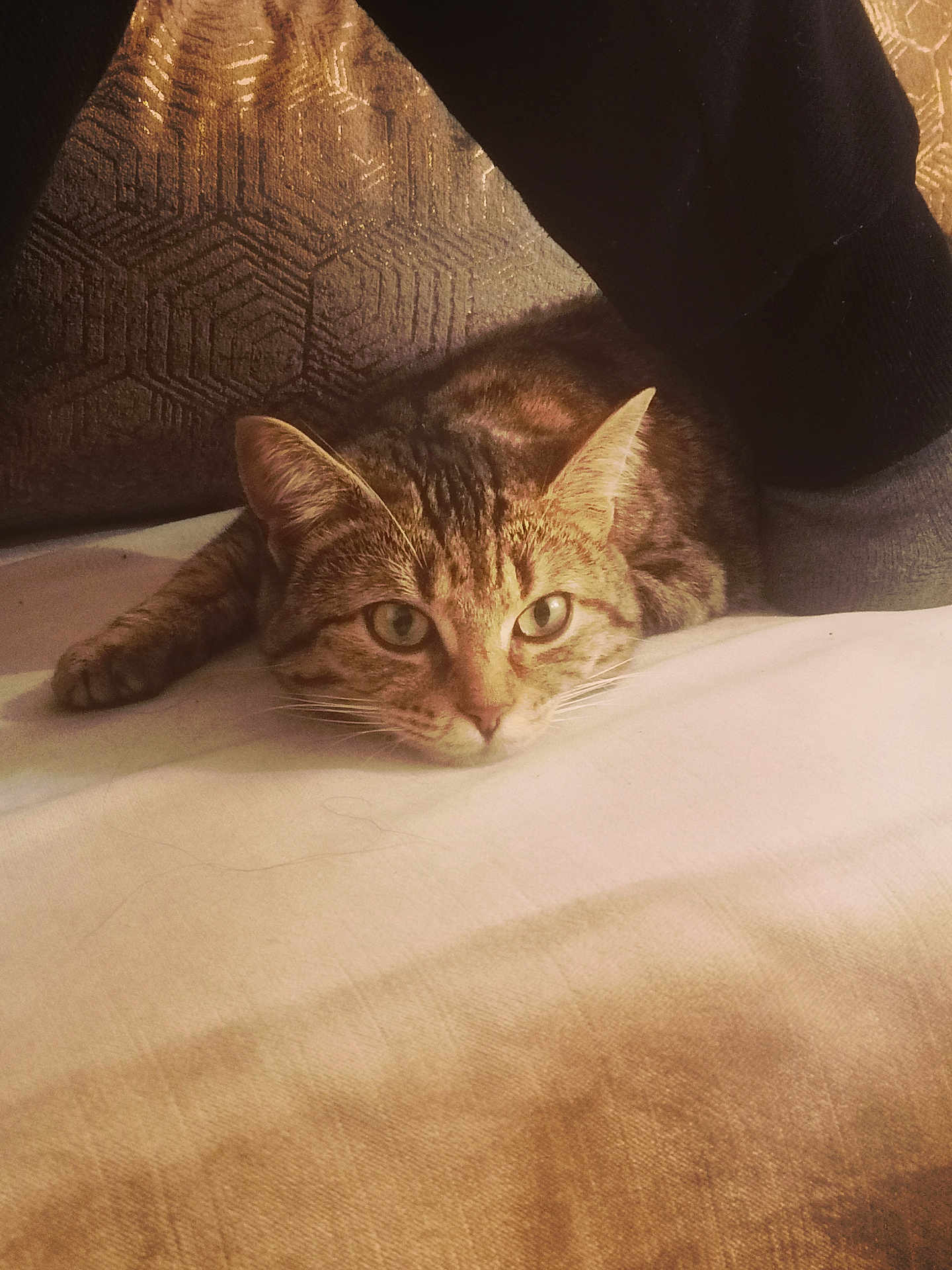 Choupina participe au concours pour gagner de l'argent avec cette photo : alert, brown, cat, closeup, cozy, ears, fabric, feline, foot, household, indoor, lying_down, pet, pillow, resting, sock, tabby, texture, whiskers, white
