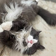 Blue is registered to the contest to win money with this photo: cat, sleeping, fluffy, gray, white, pink_nose, whiskers, cute, pet, indoor, cozy, relaxed, fur, closeup, resting, blanket, soft, peaceful, animal, nap