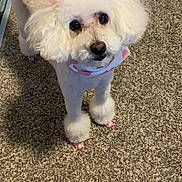 Koko is registered to the contest to win money with this photo: dog, poodle, white_dog, pet, indoor, carpet, groomed, pink_bows, pink_nails, cute, fluffy, small_dog, animal, looking_up, portrait, companion, domestic_animal, adorable, pet_accessory, furry