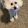 dog, poodle, white_dog, pet, indoor, carpet, groomed, pink_bows, pink_nails, cute, fluffy, small_dog, animal, looking_up, portrait, companion, domestic_animal, adorable, pet_accessory, furry