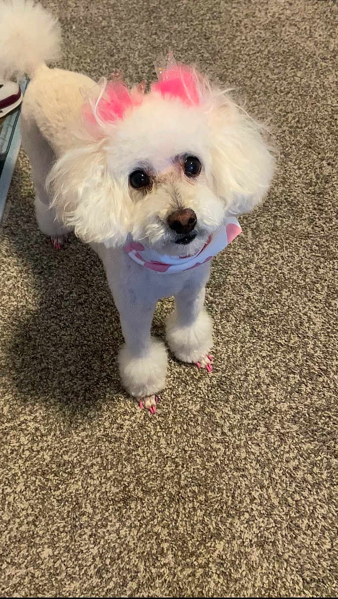 Koko