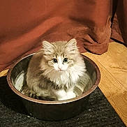 Guizmo participe au concours pour gagner de l'argent avec cette photo : kitten, cat, metal_bowl, black_mat, curious_eyes, fluffy, indoor, wooden_floor, curtain, pet, animal, small, cute, sitting, fur, whiskers, looking_up, cozy, domestic, young