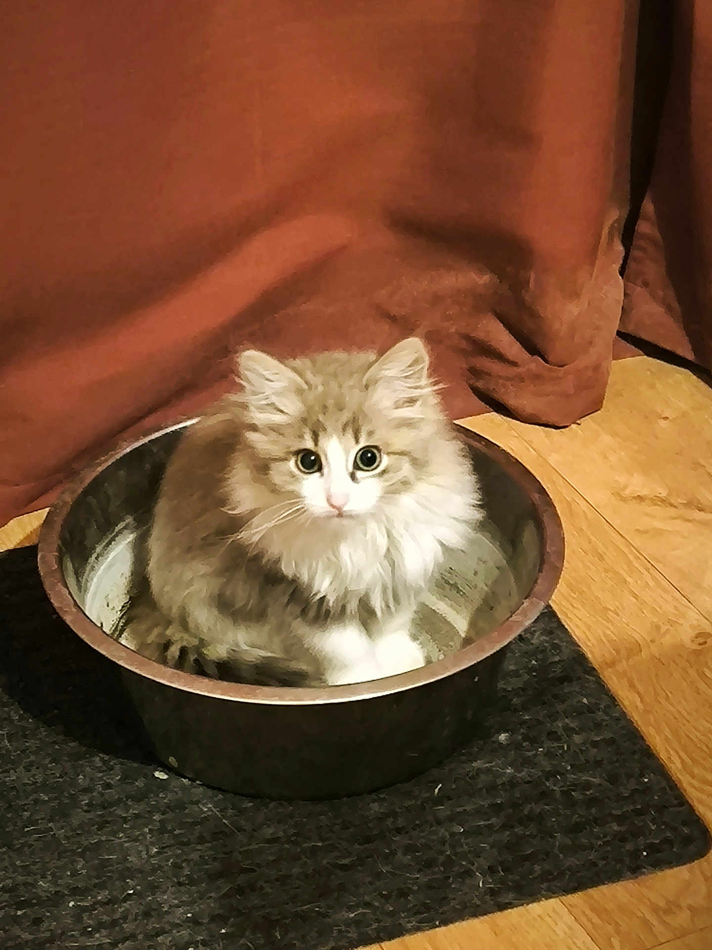 Guizmo participe au concours pour gagner de l'argent avec cette photo : kitten, cat, metal_bowl, black_mat, curious_eyes, fluffy, indoor, wooden_floor, curtain, pet, animal, small, cute, sitting, fur, whiskers, looking_up, cozy, domestic, young