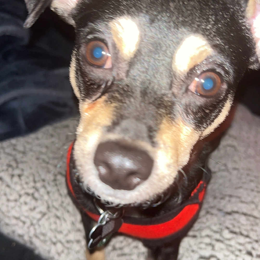 Alex is registered to the contest to win money with this photo: accessories, animal, beagle, canine, chihuahua, dog, harness, hound, leash, pet, puppy, snout, strap, terrier