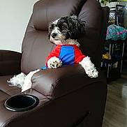 Teddy is registered to the contest to win money with this photo: dog, pet, recliner, brown_leather, indoor, furniture, plant, colorful_clothing, black_and_white, relaxed, cozy, paw, looking_away, home, living_room, floor, seat, comfort, casual, domestic