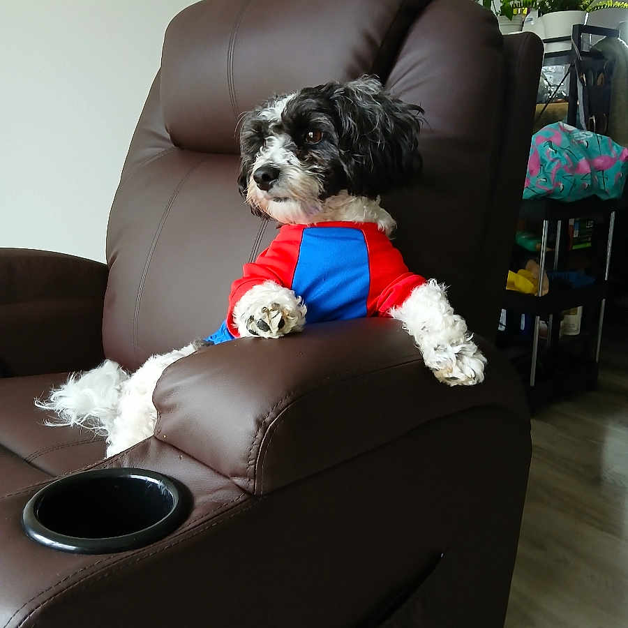 Teddy is registered to the contest to win money with this photo: black_and_white, brown_leather, casual, colorful_clothing, comfort, cozy, dog, domestic, floor, furniture, home, indoor, living_room, looking_away, paw, pet, plant, recliner, relaxed, seat