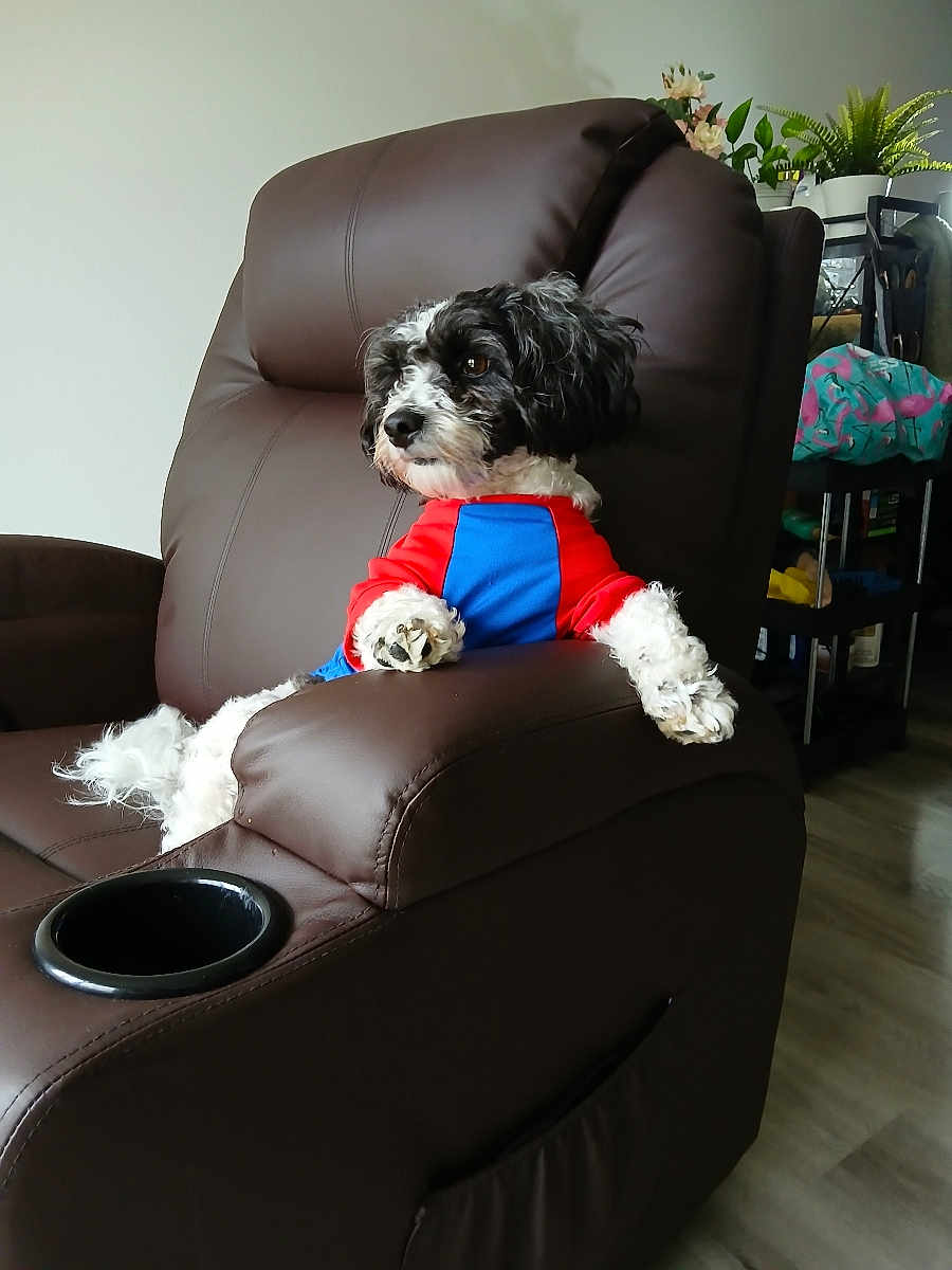 Teddy is registered to the contest to win money with this photo: dog, pet, recliner, brown_leather, indoor, furniture, plant, colorful_clothing, black_and_white, relaxed, cozy, paw, looking_away, home, living_room, floor, seat, comfort, casual, domestic
