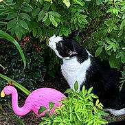 Dinah is registered to the contest to win money with this photo: cat, black_and_white, garden, bush, greenery, leaves, plastic_flamingo, lawn_ornament, outdoor, nature, plants, curious, animal, pet, sniffing, rocks, ground, daylight, flora, shrubbery