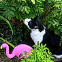 cat, black_and_white, garden, bush, greenery, leaves, plastic_flamingo, lawn_ornament, outdoor, nature, plants, curious, animal, pet, sniffing, rocks, ground, daylight, flora, shrubbery
