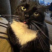 Milo joined the competition — help win amazing prizes! cat, tuxedo_cat, black_and_white, whiskers, tongue_out, close_up, pet, indoor, couch, furniture, home, relaxed, animal, cute, green_eyes, fur, mammal, domestic_cat, portrait, resting