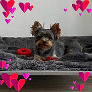 Umy participe au concours pour gagner de l'argent avec cette photo : dog, small_dog, bed, blanket, toy, red_toy, gray_blanket, indoor, pet, cute, fur, ears, lying_down, cozy, heart_graphics, digital_hearts, floor, resting, animal, companion