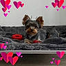 dog, small_dog, bed, blanket, toy, red_toy, gray_blanket, indoor, pet, cute, fur, ears, lying_down, cozy, heart_graphics, digital_hearts, floor, resting, animal, companion