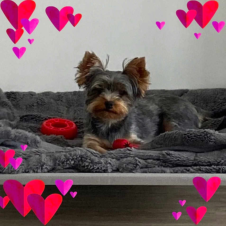 Umy participe au concours pour gagner de l'argent avec cette photo : dog, small_dog, bed, blanket, toy, red_toy, gray_blanket, indoor, pet, cute, fur, ears, lying_down, cozy, heart_graphics, digital_hearts, floor, resting, animal, companion