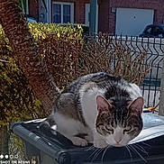 Shana participe au concours pour gagner de l'argent avec cette photo : cat, tabby_cat, animal, outdoor, daylight, tree, bush, bin, fence, residential_area, sunlight, pet, whiskers, tail, street, window, car, house, nature, fur