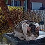 cat, tabby_cat, animal, outdoor, daylight, tree, bush, bin, fence, residential_area, sunlight, pet, whiskers, tail, street, window, car, house, nature, fur
