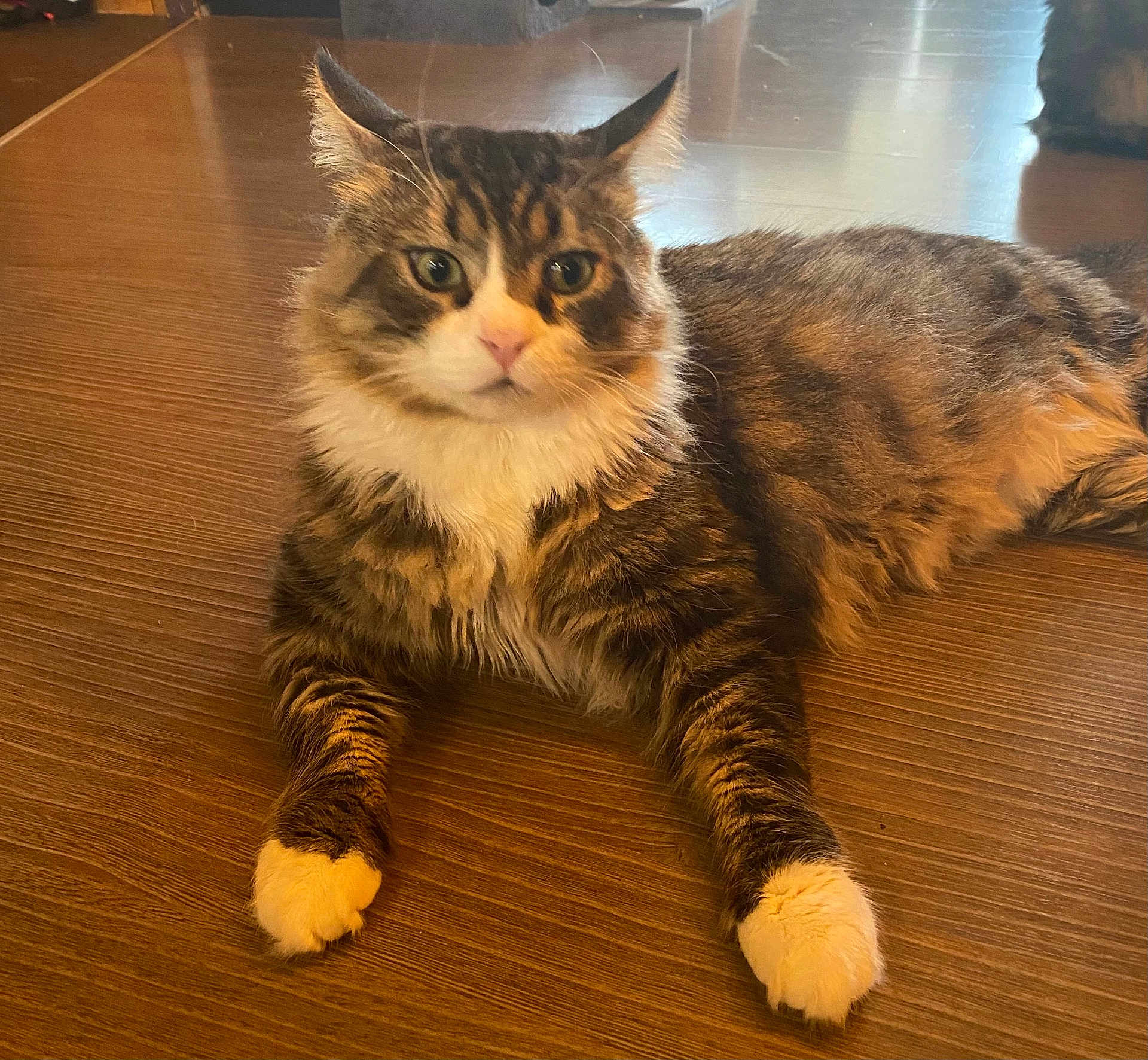 Tom participe au concours pour gagner de l'argent avec cette photo : cat, tabby, fluffy, white_paws, white_chest, lying_down, wooden_floor, indoor, pet, animal, curious, ears, fur, whiskers, face, eyes, mammal, domestic, relaxed, paw