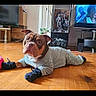 Tacos a rejoint le concours — aidez-le/la à gagner de superbes lots ! dog, pajamas, mittens, wooden_floor, living_room, television, painting, furniture, pet, indoors, cozy, brown_dog, curious, animal, floor, relaxing, casual, home, cute, portrait