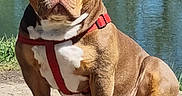Tacos a rejoint le concours — aidez-le/la à gagner de superbes lots ! dog, brown_dog, red_harness, sitting, rocky_path, water, lake, fishing_rod, outdoor, pet, canine, serious, sunny, nature, grass, animal, daytime, leash, calm, companion