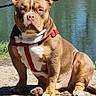 dog, brown_dog, red_harness, sitting, rocky_path, water, lake, fishing_rod, outdoor, pet, canine, serious, sunny, nature, grass, animal, daytime, leash, calm, companion
