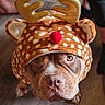 Tacos participe au concours pour gagner de l'argent avec cette photo : dog, costume, reindeer, antlers, red_nose, brown_fur, pet, animal, cute, indoors, floor, looking_up, ears, face, christmas, holiday, festive, adorable, closeup, headwear