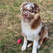 Jazz participe au concours pour gagner de l'argent avec cette photo : dog, australian_shepherd, grass, toy, outdoor, pet, animal, sitting, brown, white, fur, play, cute, canine, tongue, ears, nose, happy, nature, daylight