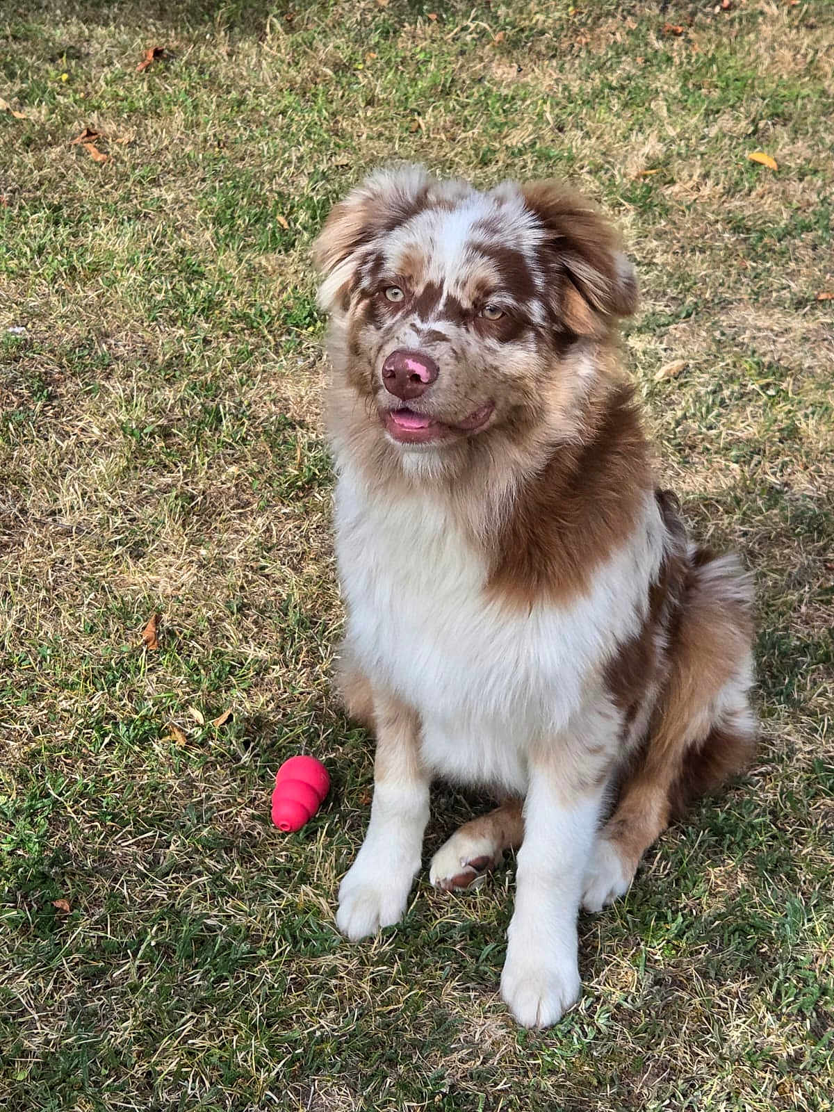 Jazz participe au concours pour gagner de l'argent avec cette photo : dog, australian_shepherd, grass, toy, outdoor, pet, animal, sitting, brown, white, fur, play, cute, canine, tongue, ears, nose, happy, nature, daylight