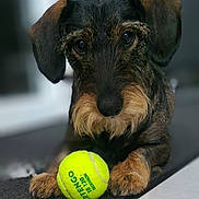 Topaze participe au concours pour gagner de l'argent avec cette photo : dog, dachshund, wire_haired, pet, tennis_ball, toy, indoor, portrait, close_up, curious, paws, fur, whiskers, snout, eyes, muzzle, expression, carpet, home, playful