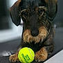 dog, dachshund, wire_haired, pet, tennis_ball, toy, indoor, portrait, close_up, curious, paws, fur, whiskers, snout, eyes, muzzle, expression, carpet, home, playful
