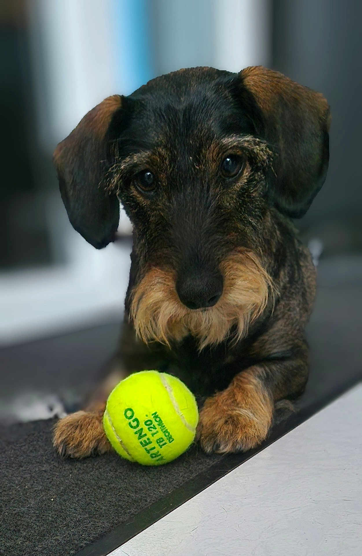 Topaze participe au concours pour gagner de l'argent avec cette photo : dog, dachshund, wire_haired, pet, tennis_ball, toy, indoor, portrait, close_up, curious, paws, fur, whiskers, snout, eyes, muzzle, expression, carpet, home, playful