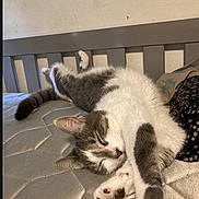 Wutang joined the competition — help win amazing prizes! cat, sleeping, mattress, bed, relaxed, feline, paw, stretching, indoor, resting, gray, white, fur, pet, cozy, quiet, peaceful, domestic, animal, cute