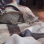 Maisy is registered to the contest to win money with this photo: kitten, sleeping, blanket, cozy, indoor, furniture, pillow, striped, tabby, pet, cute, resting, soft, fur, home, relaxing, animal, sleep, comfort, domestic