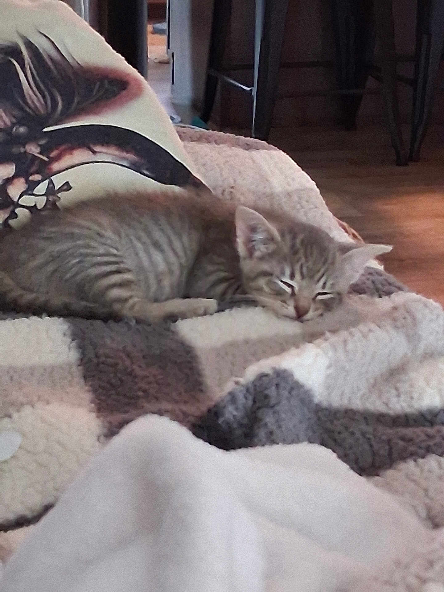 Maisy is registered to the contest to win money with this photo: kitten, sleeping, blanket, cozy, indoor, furniture, pillow, striped, tabby, pet, cute, resting, soft, fur, home, relaxing, animal, sleep, comfort, domestic
