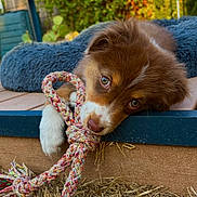 Bonnie a rejoint le concours — aidez-le/la à gagner de superbes lots ! puppy, dog, toy, rope, outdoor, garden, cushion, brown_puppy, playing, pet, animal, grass, resting, cute, young_dog, close_up, head, paw, sunlight, nature