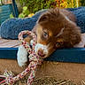 puppy, dog, toy, rope, outdoor, garden, cushion, brown_puppy, playing, pet, animal, grass, resting, cute, young_dog, close_up, head, paw, sunlight, nature