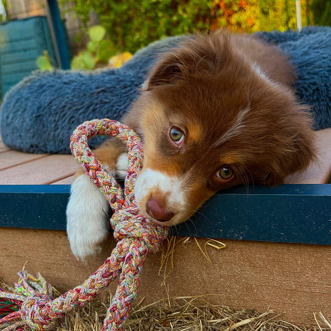 Bonnie a rejoint le concours — aidez-le/la à gagner de superbes lots ! puppy, dog, toy, rope, outdoor, garden, cushion, brown_puppy, playing, pet, animal, grass, resting, cute, young_dog, close_up, head, paw, sunlight, nature