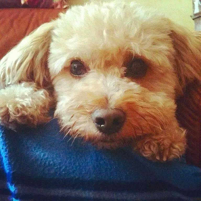 Austin