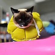 Juno joined the competition — help win amazing prizes! animal, animal_portrait, blurred_background, cat, closeup, cute, domestic_animal, ears, expression, face, fur, furniture, indoor, living_room, pet, pink_surface, portrait, siamese_cat, whiskers, yellow_collar