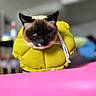 animal, animal_portrait, blurred_background, cat, closeup, cute, domestic_animal, ears, expression, face, fur, furniture, indoor, living_room, pet, pink_surface, portrait, siamese_cat, whiskers, yellow_collar