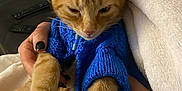 Mio a rejoint le concours — aidez-le/la à gagner de superbes lots ! animal, black_nail_polish, blanket, blue_sweater, cat, close_up, couch, cozy, domestic_cat, fur, hand, indoor, knitted_sweater, orange_tabby, pet, pillow, relaxed, resting, sleepy, warm