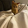 Mio participe au concours pour gagner de l'argent avec cette photo : animal, blanket, cat, couch, cozy, curious, cute, domestic_cat, ears, fur, furniture, indoor, kitten, orange_tabby, pet, playful, resting, soft, whiskers, young