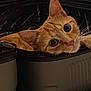 animal, black_suitcase, cat, close_up, container, curious, cute, domestic_cat, ears, fur, head_tilt, indoor, inside_suitcase, looking, orange_tabby, pet, resting, travel, whiskers, wide_eyes
