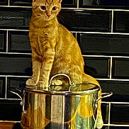 Mio a rejoint le concours — aidez-le/la à gagner de superbes lots ! animal, appliance, black_tile, cat, countertop, curiosity, curious, cute, domestic_cat, feline, household, indoor, kitchen, orange_tabby, pet, pot, reflection, sitting, stainless_steel, young_cat