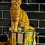 animal, appliance, black_tile, cat, countertop, curiosity, curious, cute, domestic_cat, feline, household, indoor, kitchen, orange_tabby, pet, pot, reflection, sitting, stainless_steel, young_cat