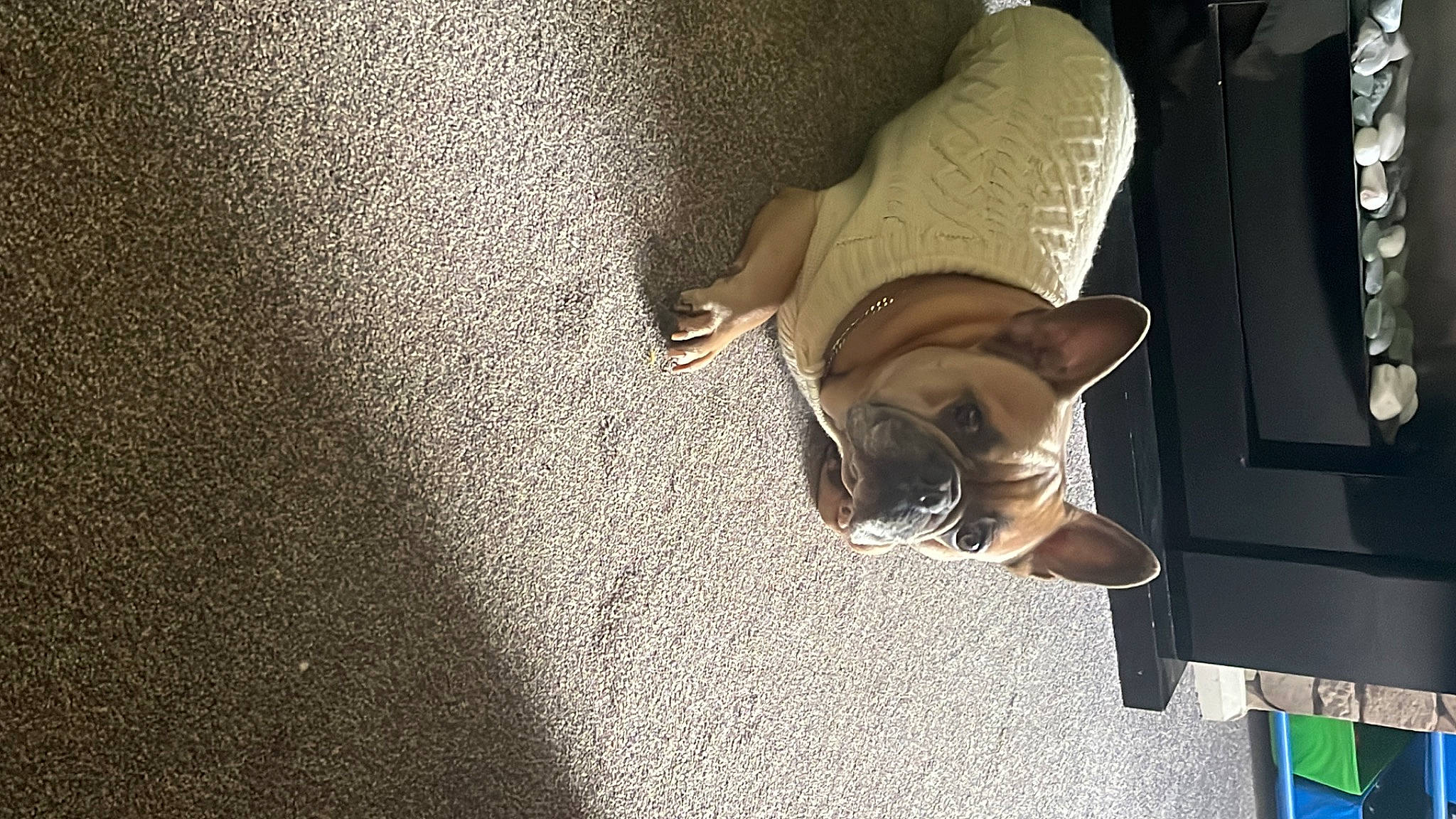 Hugo is registered to the contest to win money with this photo: auto_part, carnivore, comfort, door, elbow, fawn, felidae, floor, flooring, foot, grey, human_leg, knee, road_surface, tail, thigh, tints_and_shades, vehicle_door, wood, wrist